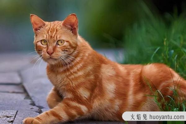 猫的五行属性解析与性格特点分析