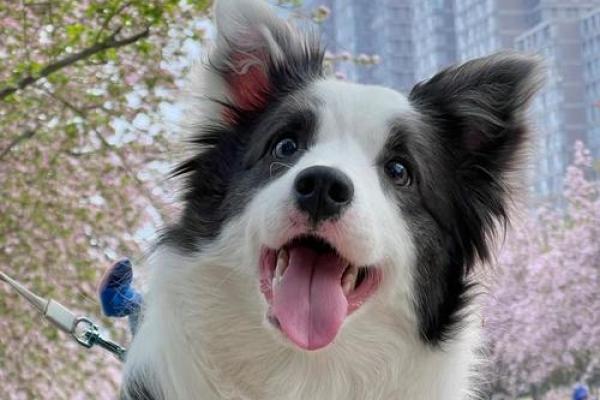 狗宝宝起名字的五个实用技巧