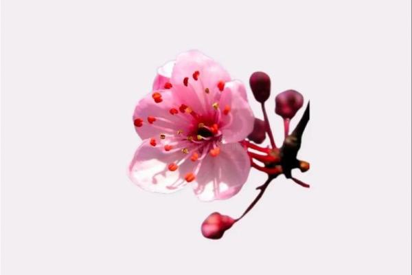 地支三桃花揭秘：你的命中桃花在这里