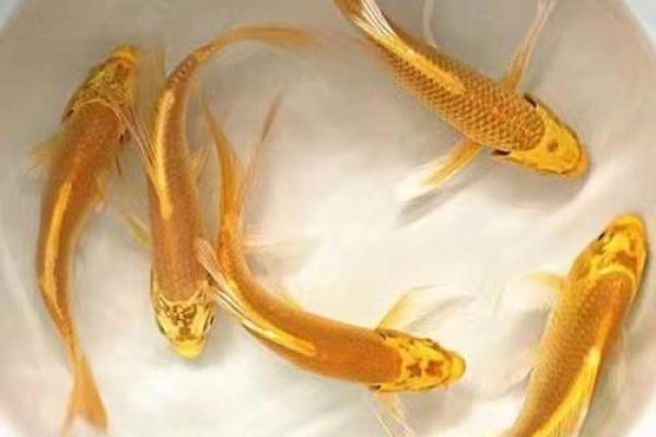 风水大师揭秘：招财鱼如何助你财运亨通