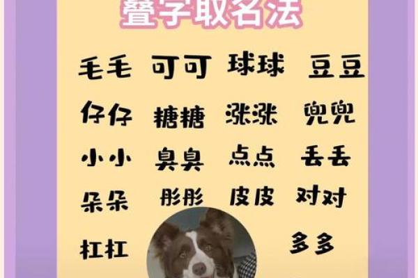 狗宝宝名字大全：创意独特、寓意美好的名字赏析