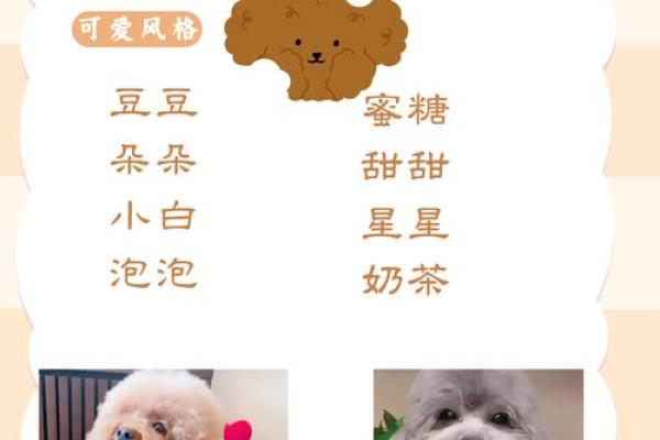 狗宝宝名字大全：创意独特、寓意美好的名字赏析