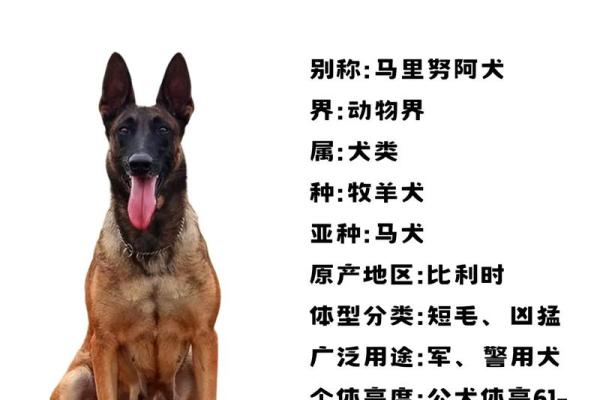 狗马同春：精选马宝宝名字集锦
