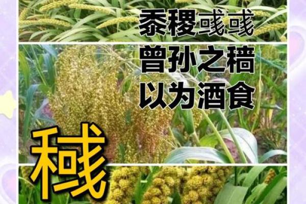 黍田悠悠：探寻带有黍字的独特姓名之美
