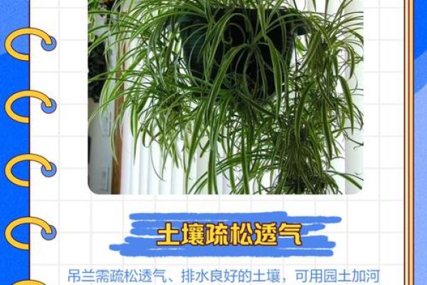 告别风水误区！吊兰摆放的五大禁忌解析！