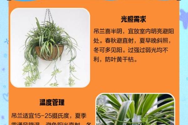 告别风水误区！吊兰摆放的五大禁忌解析！