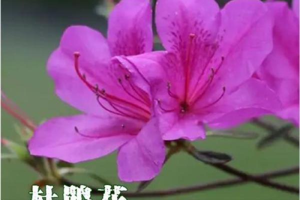 毒花绽放：探寻名字中的独特魅势