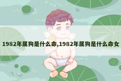 1982年属狗是什么命,1982年属狗是什么命女