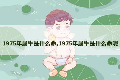 1975年属牛是什么命,1975年属牛是什么命呢